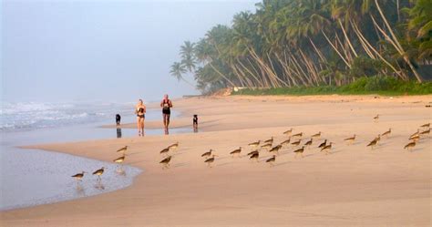 Sri Lankas Best Beaches Lonely Planet