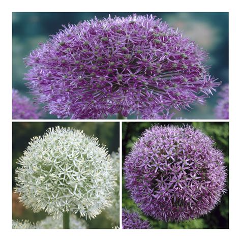 Giant Allium Bouquet