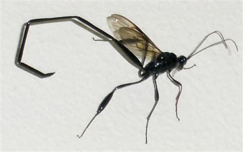 Wasp Long Tail Wasp