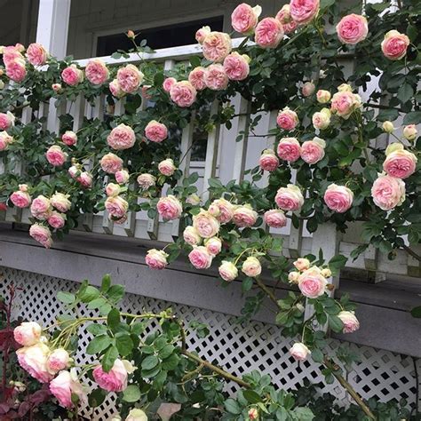 Climbing Rose Eden Halifax Perennials