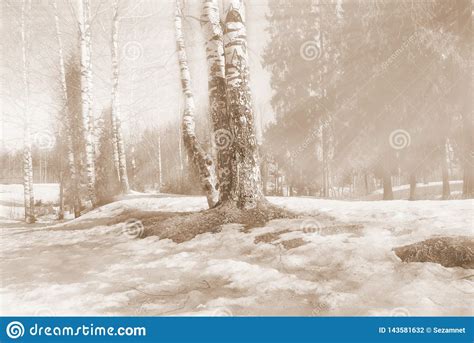 Spring Landscape Birch Forest Melting Snow Stock Photo Image Of