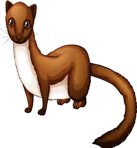 Weasel Clip Art Illustrations Royalty Free Vector Graphics And Clip Art