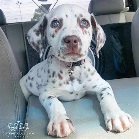 Cute Pet Club On Instagram “from Bluethedalmatian Meet This Little