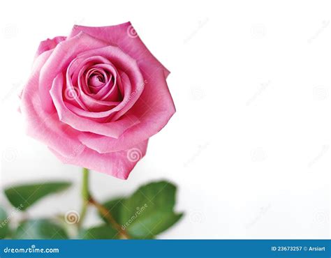 Beautiful Pink Rose Stock Image Image Of Open Natural 23673257