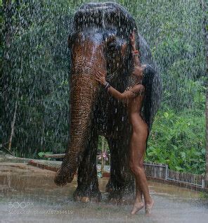 Asia Wild Elephant Hot Sex Picture