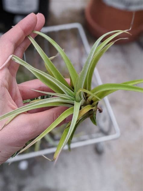 How To Care For Air Plants The Definitive Guide For Indoor Air Plant Care