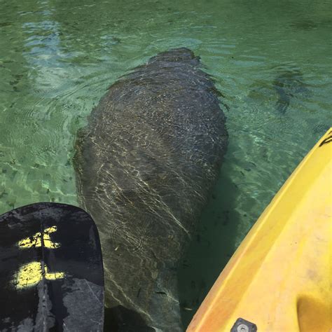 A Lovely Life Indeed Kayaking With Manatees On The Weeki Wachee River