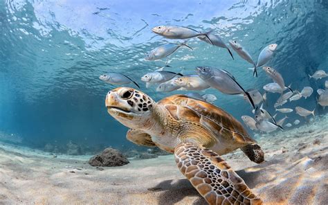 Wallpaper Turtle And Fish Sea Underwater 2880x1800 Hd Picture Image
