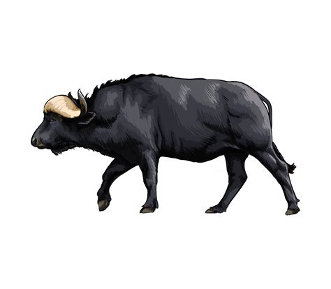 bisão búfalo de um toque de aquarela desenho colorido realista