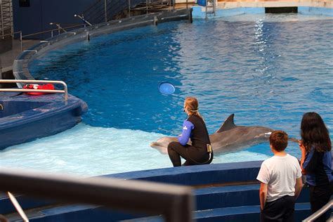 Dolphin Show National Aquarium In Baltimore Md 1212221 Photograph