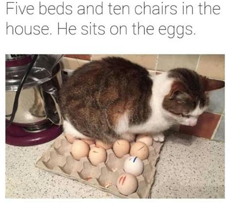pin by jodie cheever on made me laugh giggle snicker chuckle funny cat memes best cat