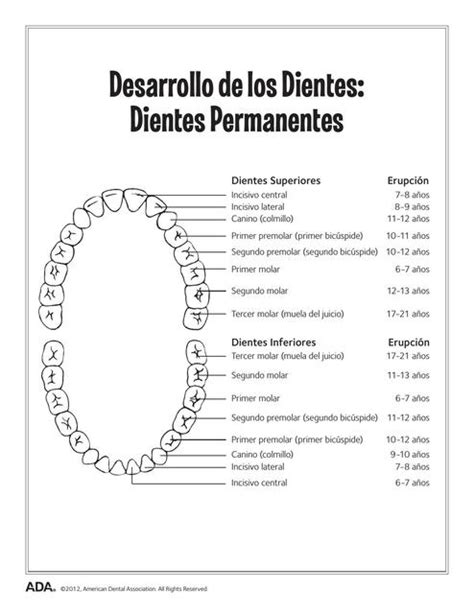 Ada Dentición Permanentes Salud Anatomía Udocz