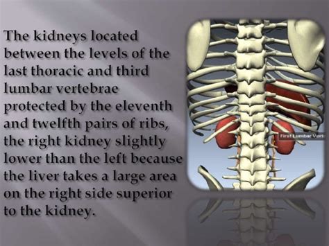 Kidney Structure Anatomy