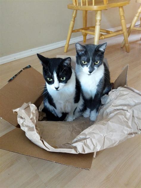 12 Cute Photos Of Succesful Cat Traps Viral Cats Blog