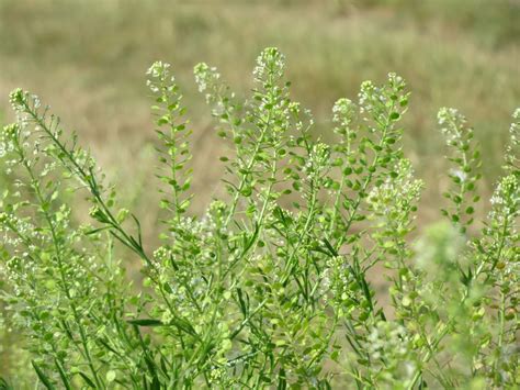 Peppergrass Abundant And With A Delicious Peppered Flavor Eat The Planet