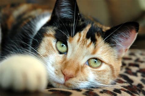 Calico Cat Free Photo Download Freeimages