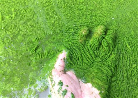 The H In Habs Harmful Algal Blooms