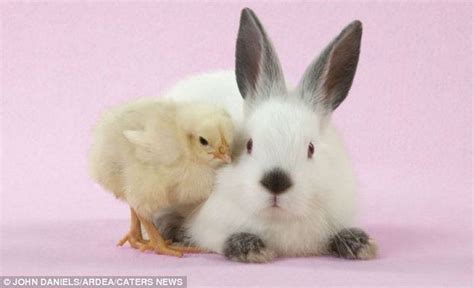 Bunny And Chick Funny Easter Bunny Easter Humor Funny Bunnies Bunny