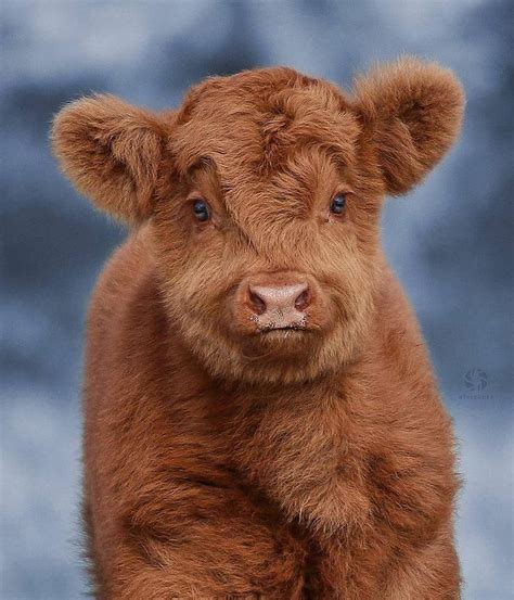 A Brown Cow With Blue Eyes Standing In Front Of A Gray Background And
