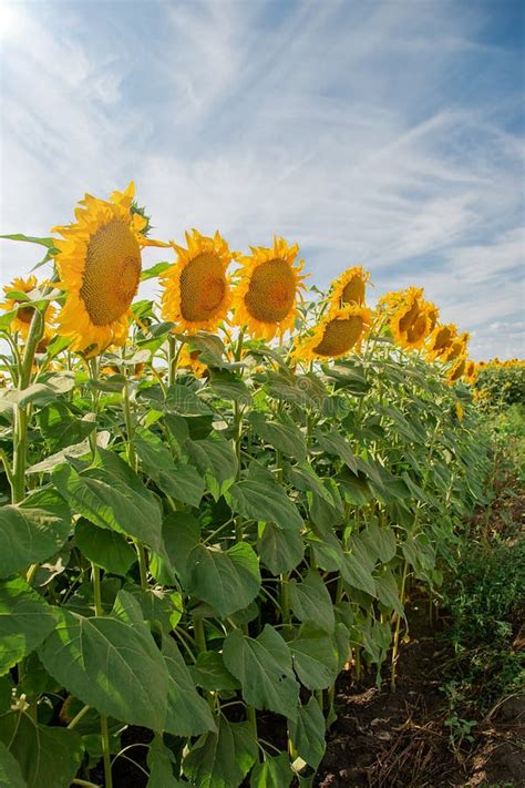 Sunflowers In A Field Of Sunflowers Under A Blue Sky Stock Image