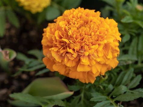 Close Up Of Beautiful Marigold Flower Mexican Aztec Or African Marigold In The Garden Stock