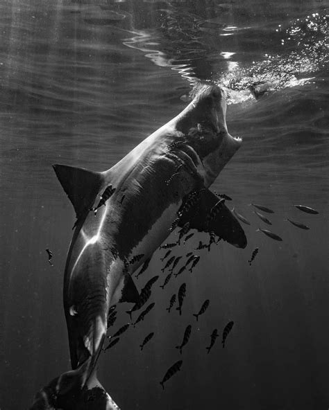 Roam The Ocean On Instagram Great White Shark 🦈⁣ Amazing Shot By