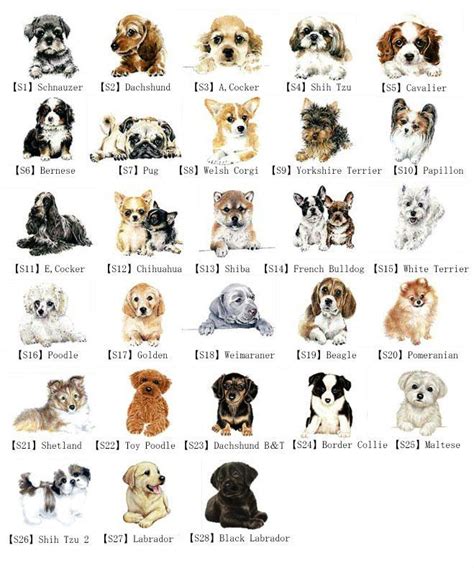 Types Of Dogs And Thier Names Peteditor Pet And Animal Photo Editor