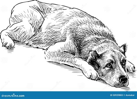 Sketch Of A Lying Dog Stock Vector Illustration Of Animal 50939883