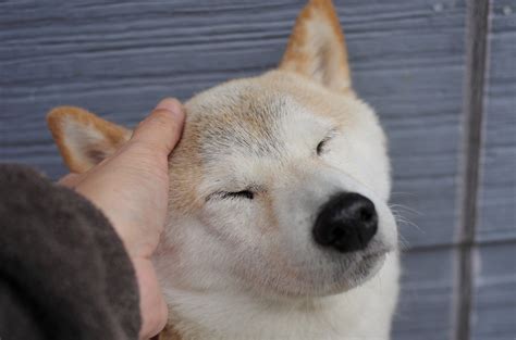 Follow the adventures of a young certified dog trainer, as she helps rescue and train dogs, while building her new business, finding hope dog training. !Hope you're doing well....From your friends at phoenix ...