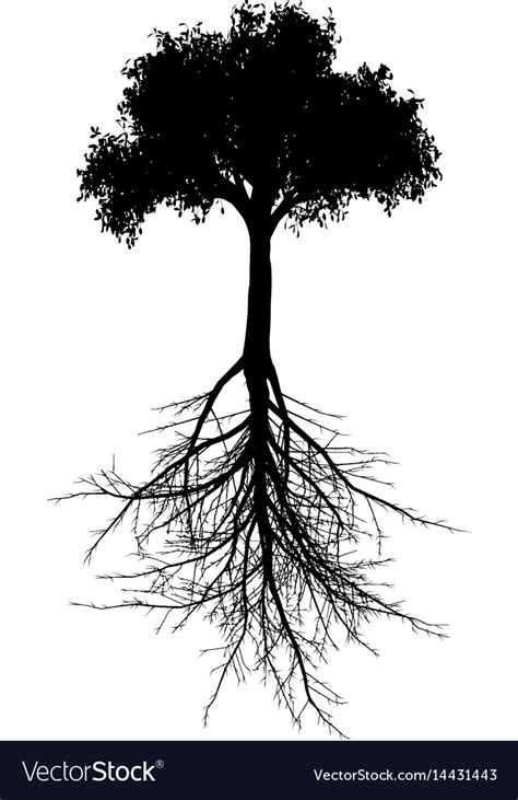 Tree With Roots Silhouette Royalty Free Vector Image