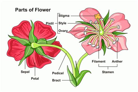 Plant reproductive morphology is the study of the physical form and structure (the morphology) of those parts of plants directly or indirectly concerned with sexual reproduction. Female Parts Of A Flower Labeled : Flowers Structure And Function Of Male Female Components ...