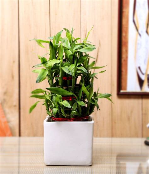 Nurturing Green Indoor Green Plants White Pot Lucky Bamboo 3 Layer