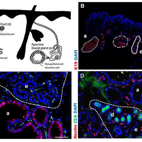 Localization Of Nestin Positive Cells In Human Sweat Glands Of Axillary