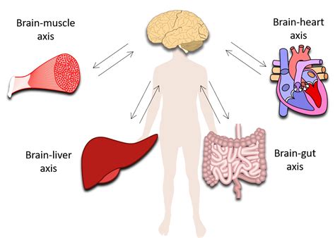 Brain Body Interaction Bbi