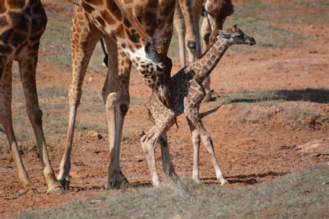 Baby Giraffe Born At Monarto Zoo Lithgow Mercury