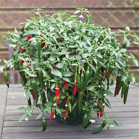 Cayennetta Hybrid Pepper Pots Totally Tomatoes
