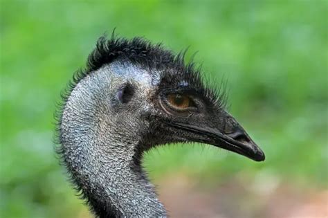 Emu Bird Facts Animals Time