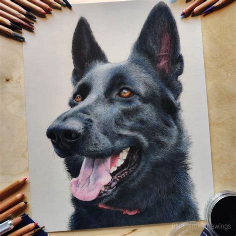 I Made A Drawing Of My Black German Shepherd Drawing Made With Soft