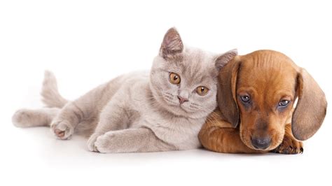 Dog And Cat Wallpaper 53 Images