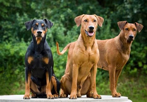 german pinscher dog breed characteristic daily  care facts