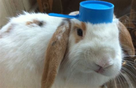 Cuteness Overload Bunnies With Hats Gallery 20 Photos Hop To Pop