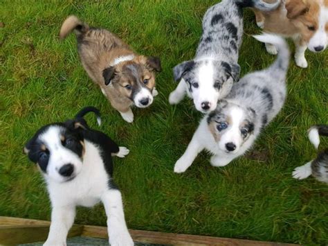 Contact point border collies are bred for excellent temperament, good health, drive, bidability, and natural working talent. Border Collie Puppies For Sale | Top Dog Information