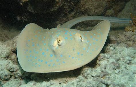 Stingray Definition Species Habitat Size And Facts