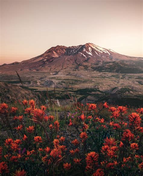 Mt St Helens And Wild Flowers Rwashington