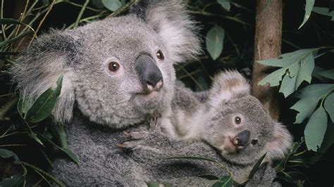 Ten Things You Might Not Know About Koalas Cgtn