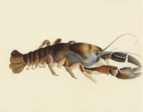 Tasmanian Giant Freshwater Crayfish Astacopsis Gouldi Drawing By