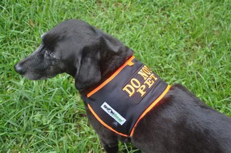 Make your own diy service dog covering for under $5! Dog Vest DO NOT PET Alert Vest | Etsy | Dog safety, Dog ...