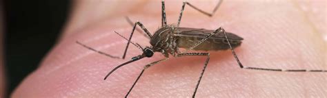 Female Culex Mosquito Is Vector Of Malaria Peepsburghcom