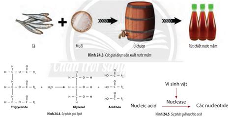 Sinh học 10 Chân trời sáng tạo Bài 24 Quá trình tổng hợp và phân giải