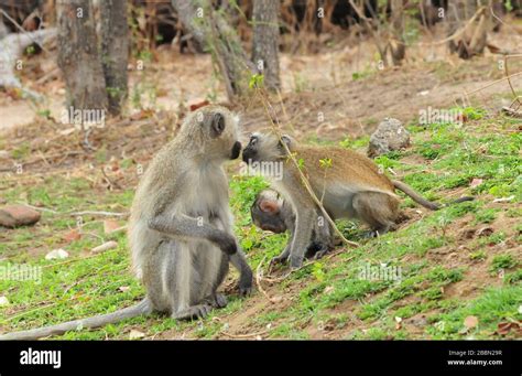 Vervet Monkeys Kissing Each Other Stock Photo Alamy